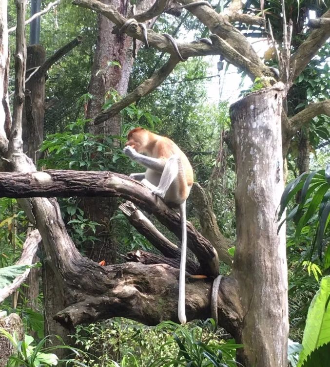 新加坡旅游必吃攻略,来新加坡旅游去哪里吃