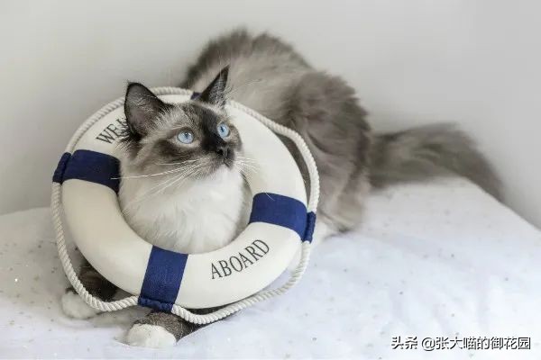 不让猫生小猫的方法,让不让猫咪生孩子