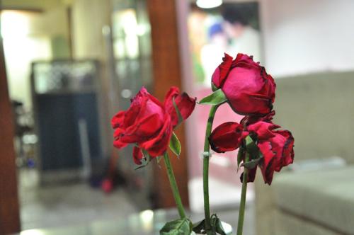鲜切花插瓶没有多久就蔫了,鲜切玫瑰花为啥才插的二天就蔫了