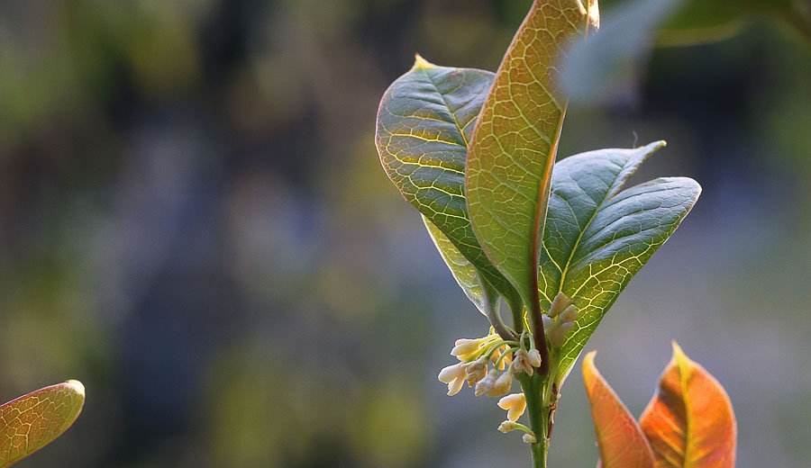 盆栽桂花花芽分化前别做这5件事，否则影响秋天开花