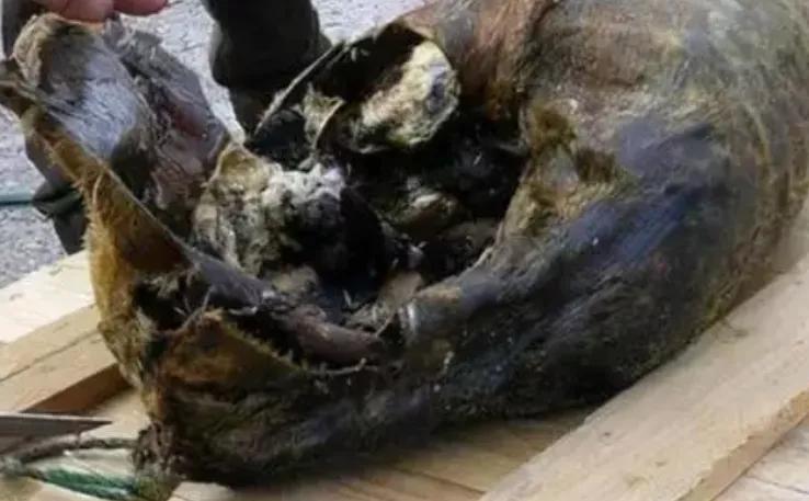 世界臭的美食有哪些,世界怪味食物