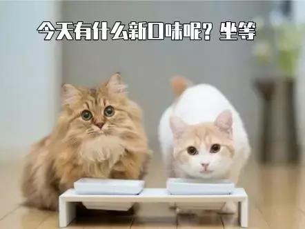 猫咪突然不爱吃猫粮了是怎么回事,猫咪突然不爱吃东西是什么原因