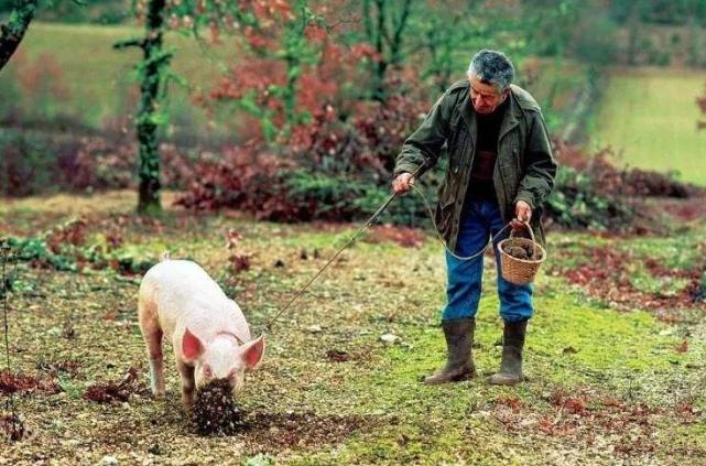 白松黑露，在丽江「上演旷世传奇」