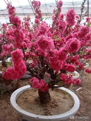 种桃花多久浇一次水,水培桃花开花后把枝栽花盆