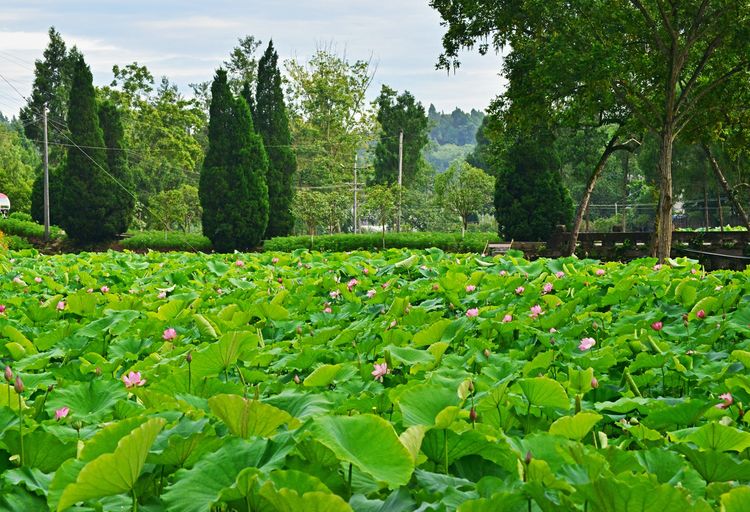 涔愯嚦鑽疯姳鎽勫奖浣滃搧娆ｈ祻,涔愯嚦鍗拌薄鎽勫奖