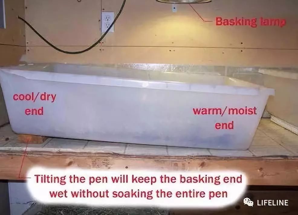 红腿陆龟怎么养活,新手养红腿陆龟准备什么