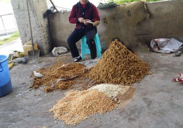 鲤鱼怎么做肉质劲道,钓鱼人喜欢鲤鱼吗