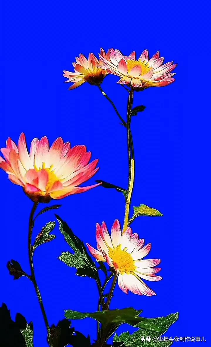 一花一世界唯美壁纸,独一无二的好看壁纸