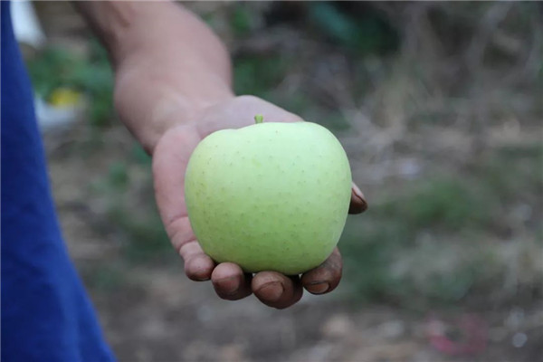 「密云农业」终于等到你,还好没放弃!黄元帅苹果上架开售了