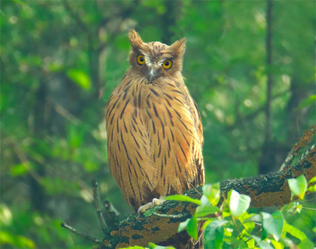 汉中现兔耳朵猛禽，长腿长爪，捕猎前先清理爪子，捕豪猪不怕被刺