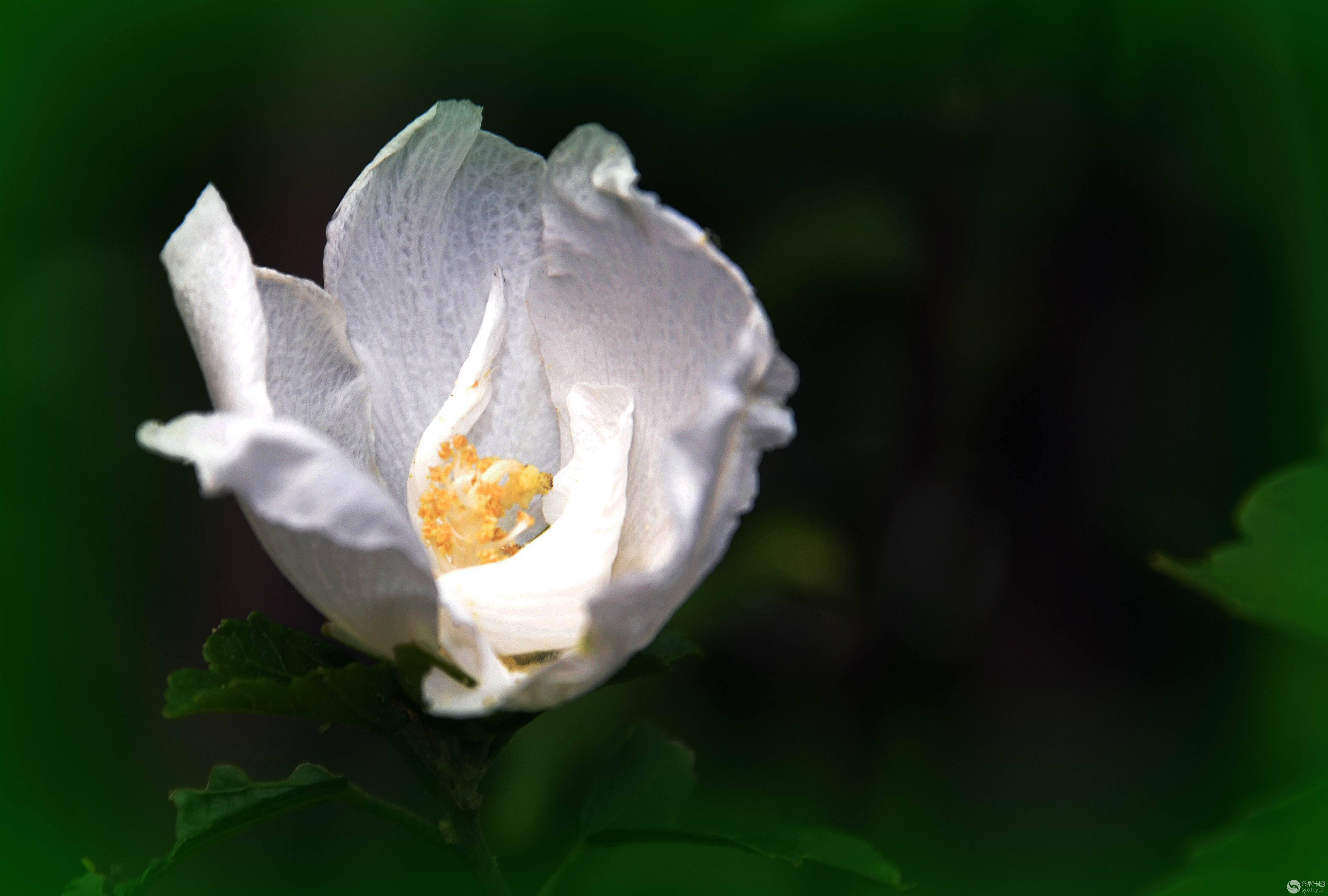 「散文」温柔的坚持|木槿花