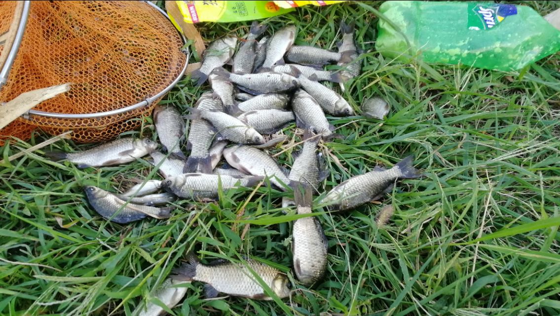 天凉了野钓该怎么钓,天热钓鲫鱼的正确方法