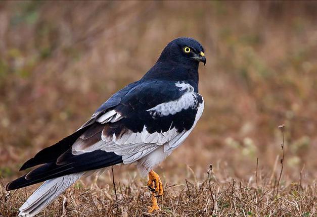 东江揽胜,惠州淡水常见鸟类图谱