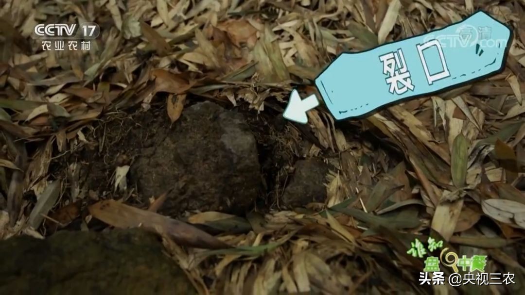 五星级大厨教你冬笋怎么没有涩味,冬笋去除涩味凉水下锅还是开水