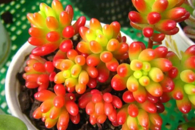 虹之玉叶子有白毛慢慢干枯咋回事,虹之玉叶子扁了怎么办