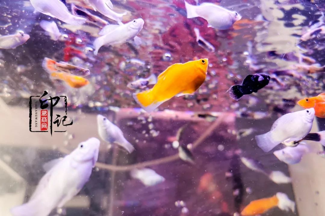 商丘道北花鸟批发市场,商丘花鸟宠物市场