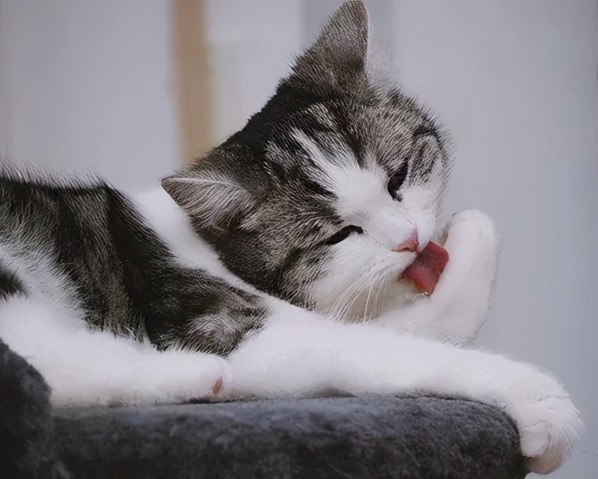 猫咪被脚臭到的视频,哪个品种的猫咪脾气最臭