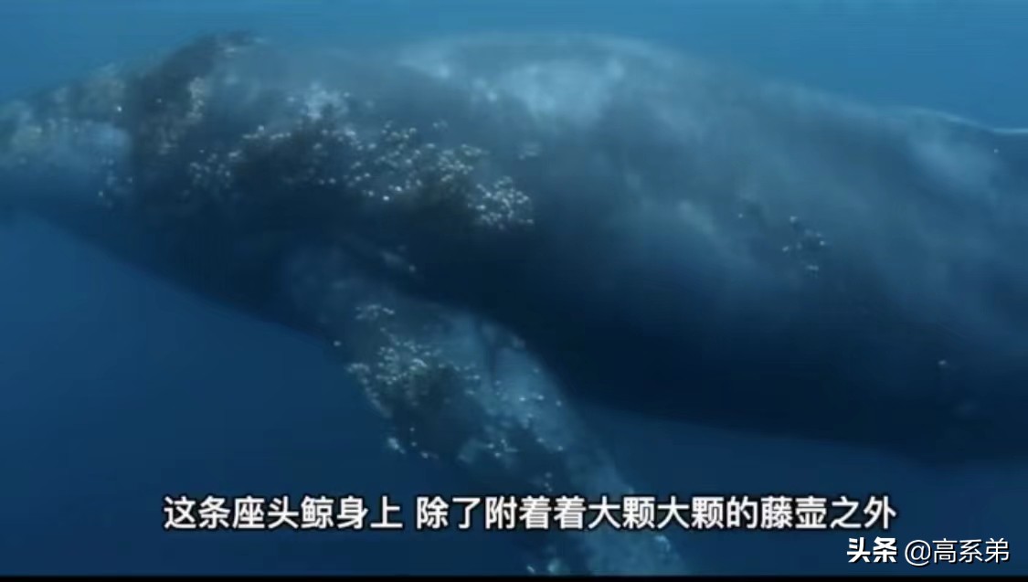 鲸鱼被藤壶折磨向专业人求助,鲸鱼被藤壶折磨求助渔民