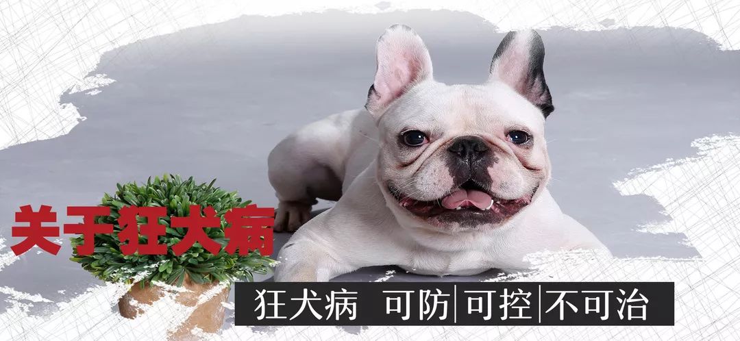 常见动物受伤,动物致伤门诊临床处置知识