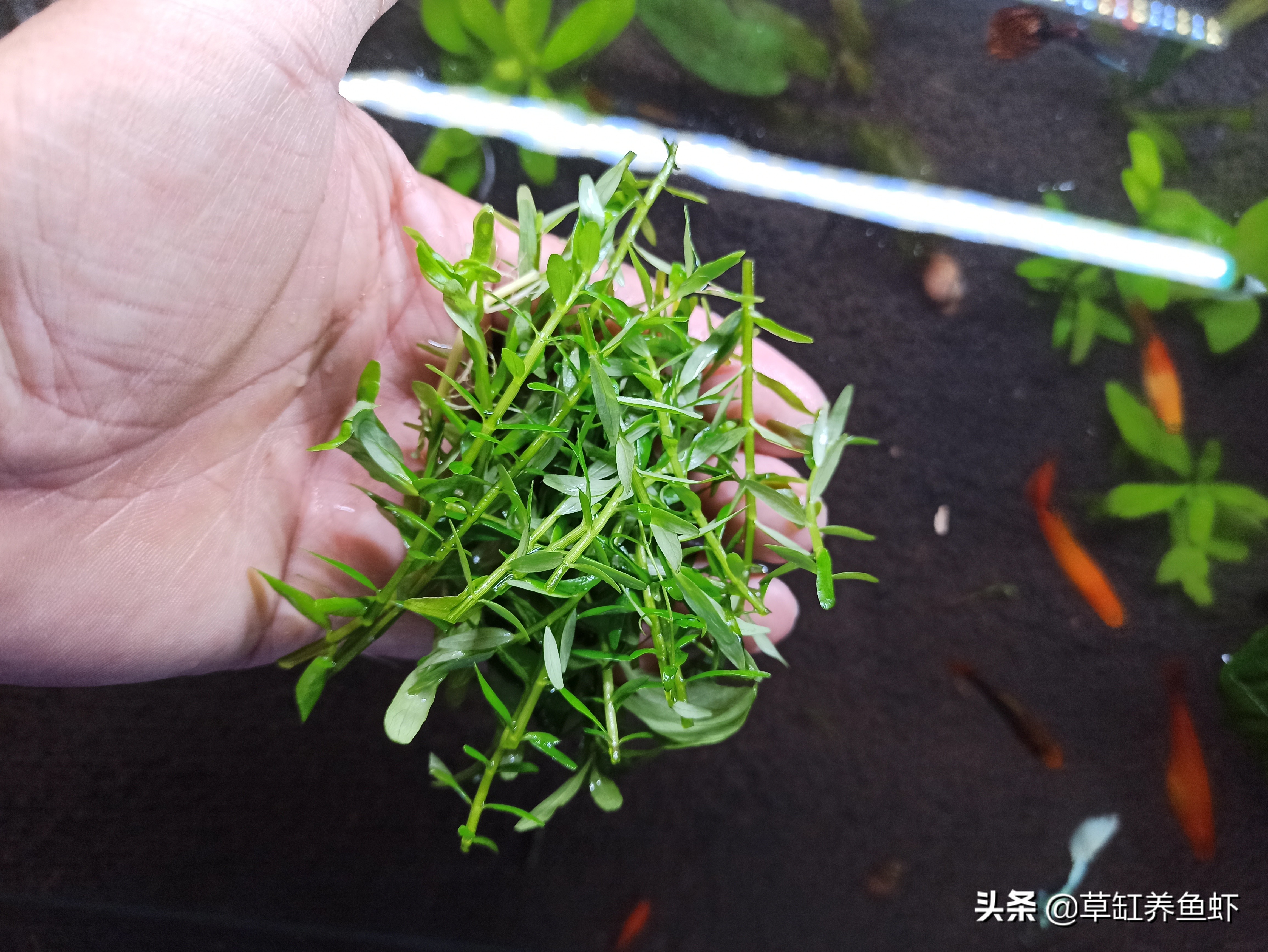 水草前期怎么选,水草养鱼攻略