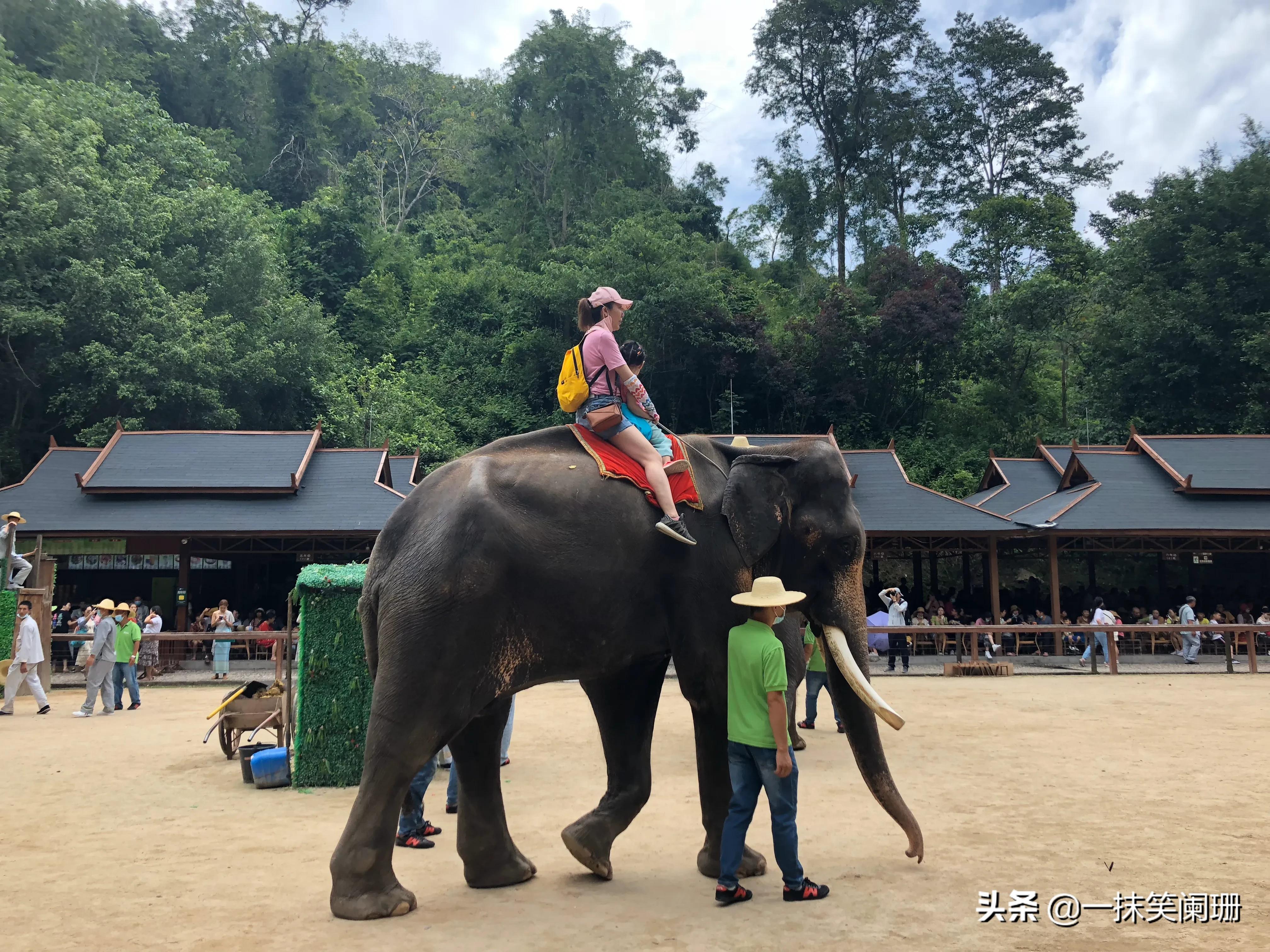西双版纳野象谷大象表演,西双版纳野象谷大象表演现场视频