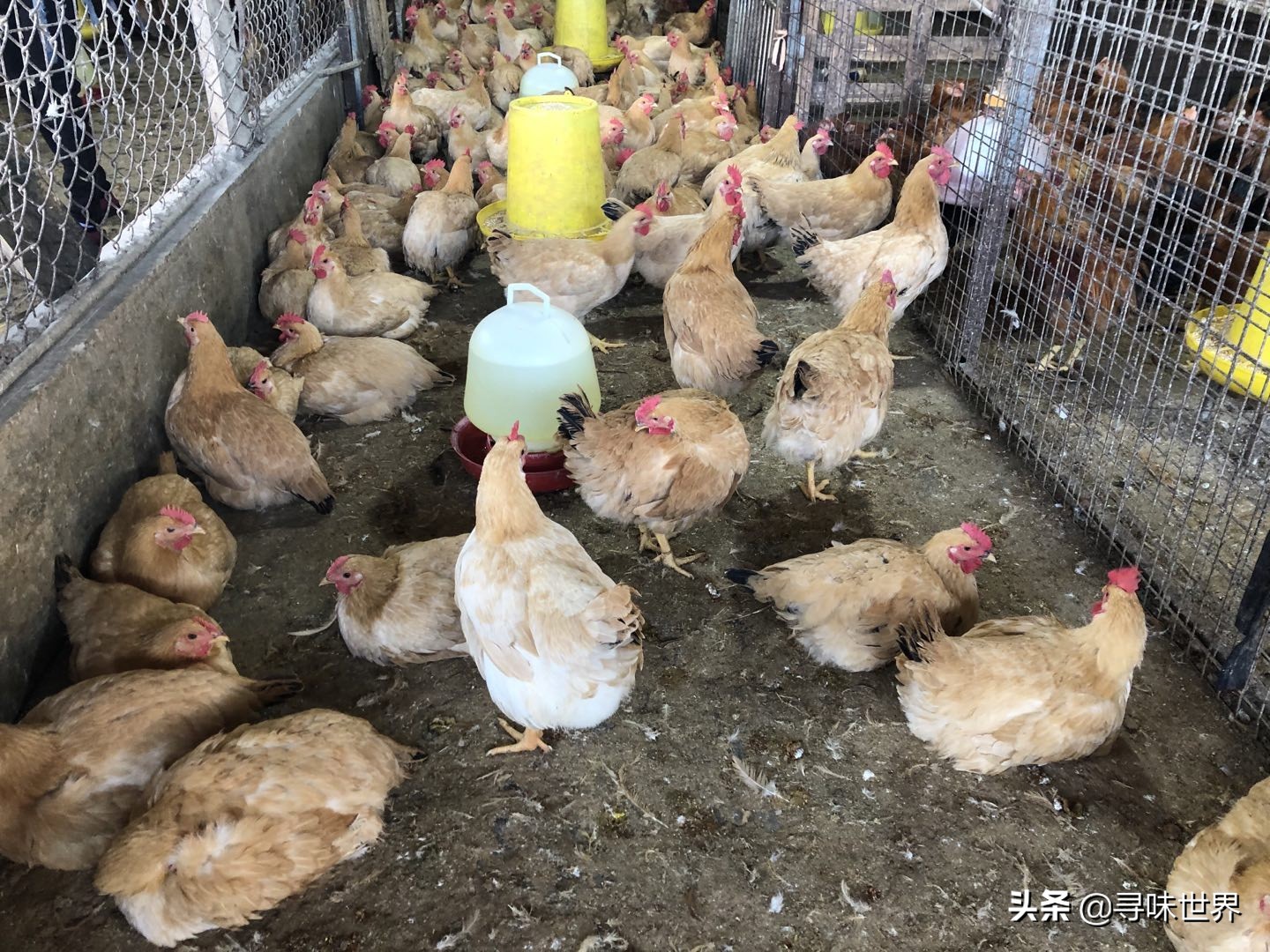 如何挑选好吃的土鸡,土鸡怎样挑选高产鸡