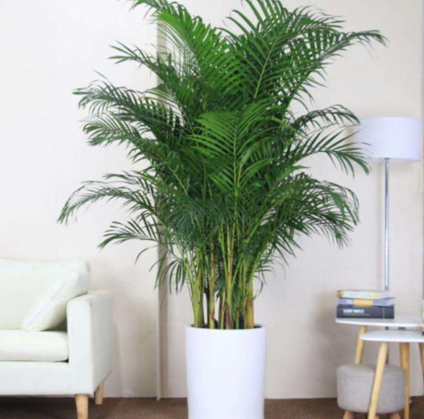 冬季耐寒庭院的八种植物,室内适合养的18种植物及图片