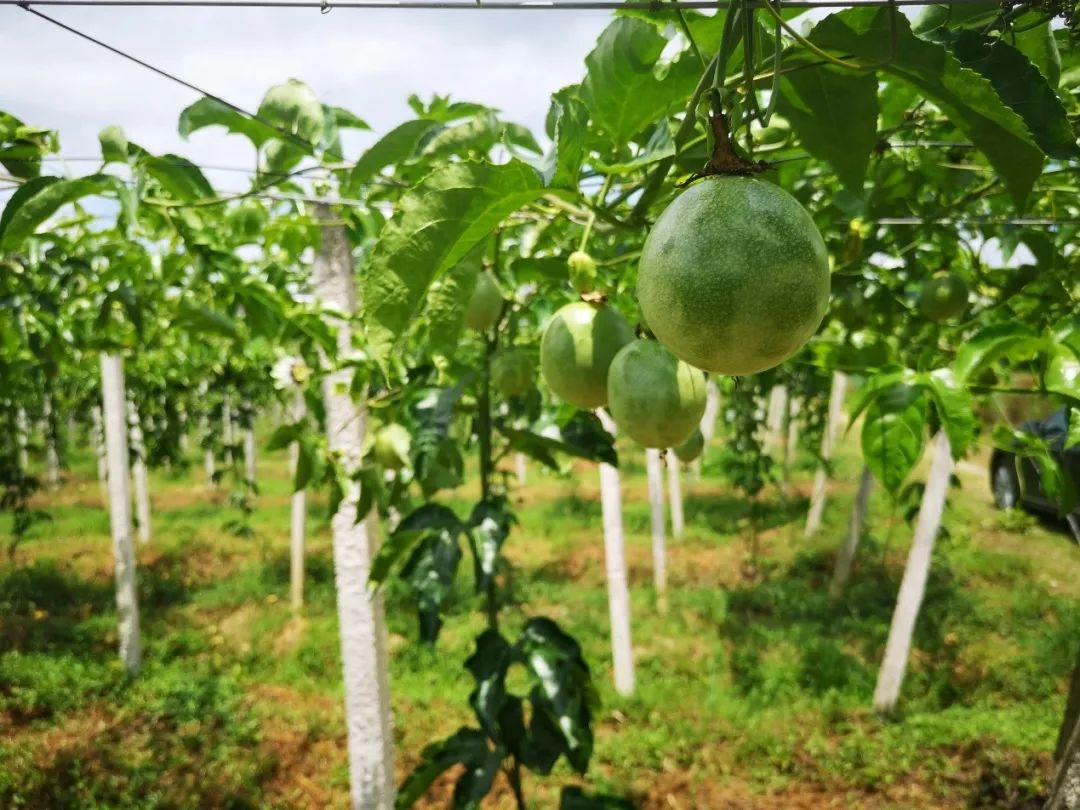 内马尔冠军vs梅西冠军,内马尔贫困