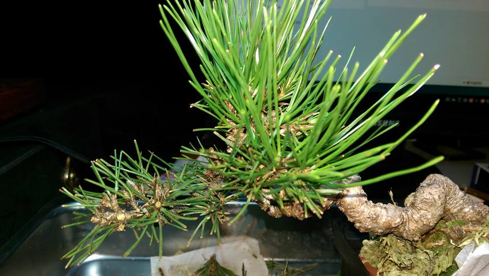 黑松树盆景赏析视频 (黑松树的切法图解)