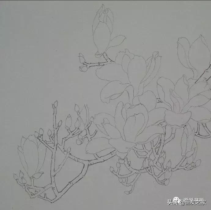 工笔玉兰的画法和染色,工笔玉兰花教学
