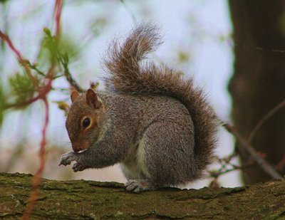 知道小松鼠如何和人交流吗？偶遇，我辜负了你