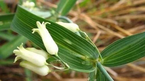 类似黄姜药材的植物,长得像洋姜的野生植物