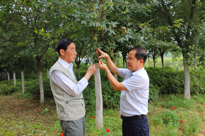 天然脑黄金元宝枫籽油,元宝枫籽油神经酸正品