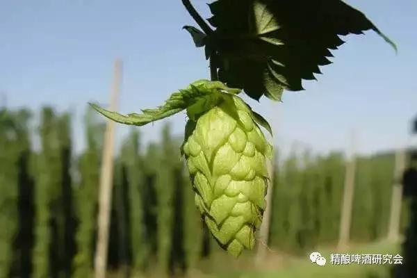 精酿黑啤有什么特点,精酿鲜啤的利弊