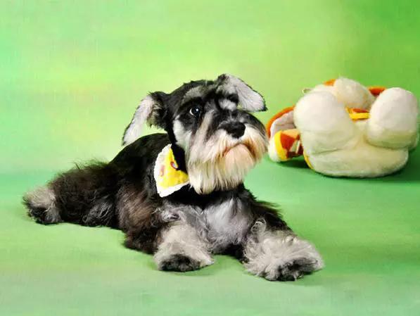 45种狗狗,45种狗狗很难得一见你认识几种