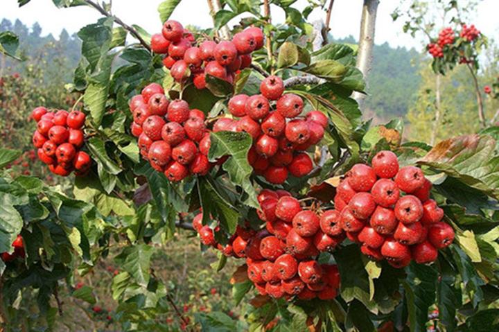 10种果子图片大全,100种果子介绍