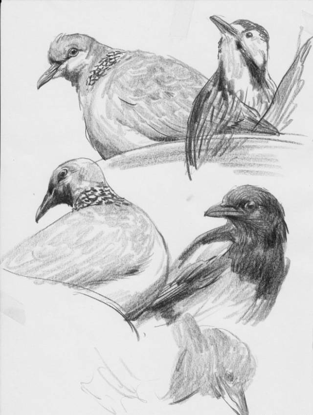 好看的动物素描,一看就会的动物素描