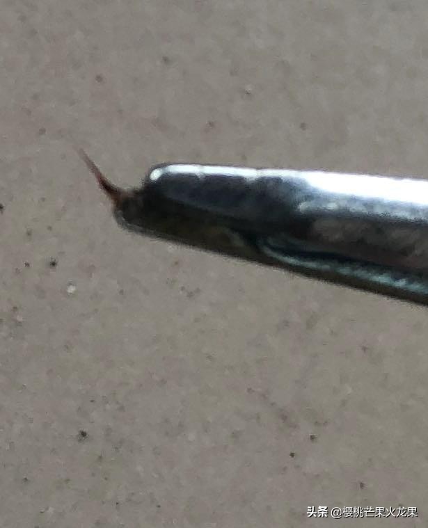 猫咪被蜜蜂刺到嘴里,猫咪被蜜蜂扎到嘴了一直吐