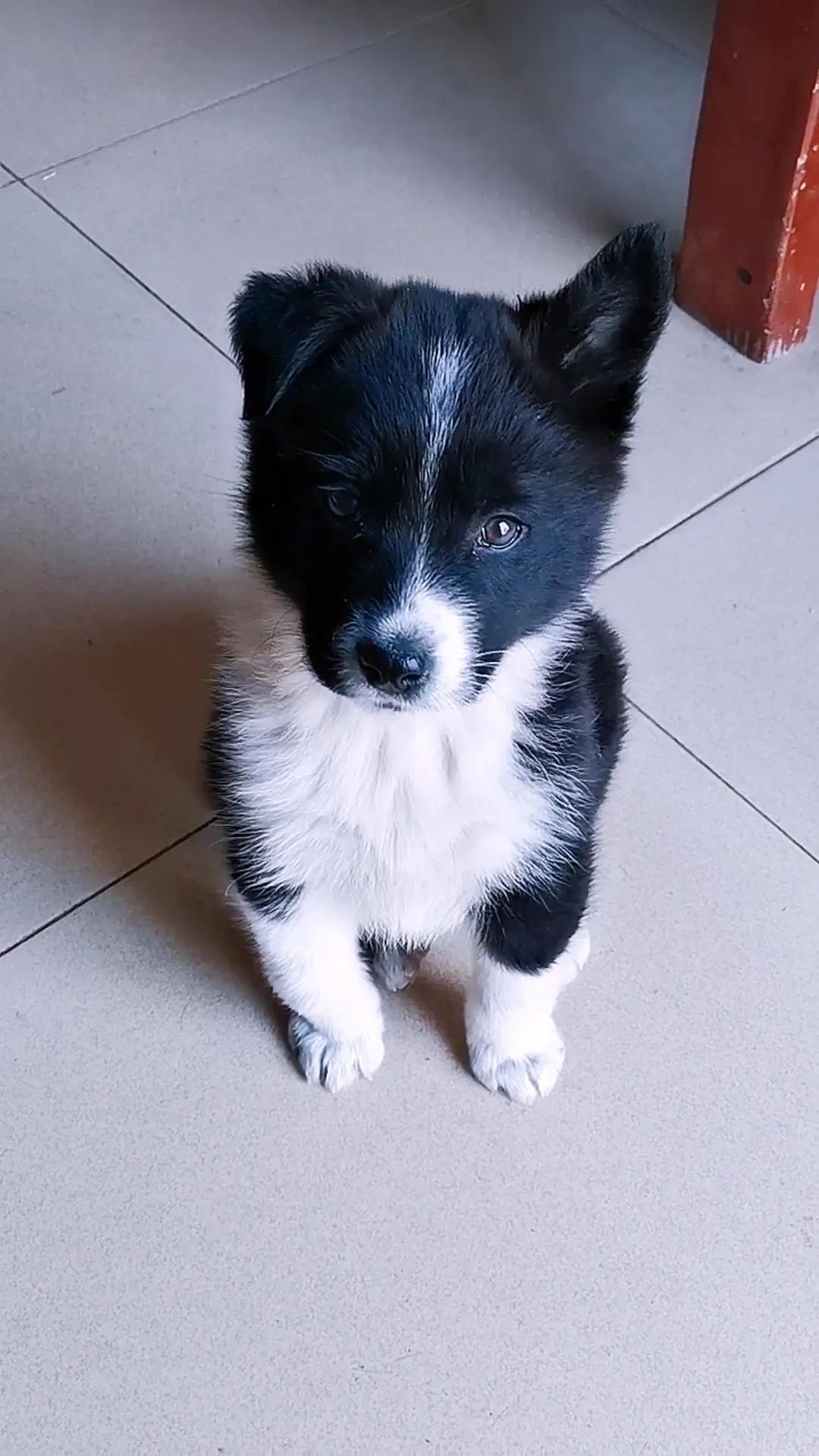 边牧只跟一只狗吵架,为了一只野狗打架