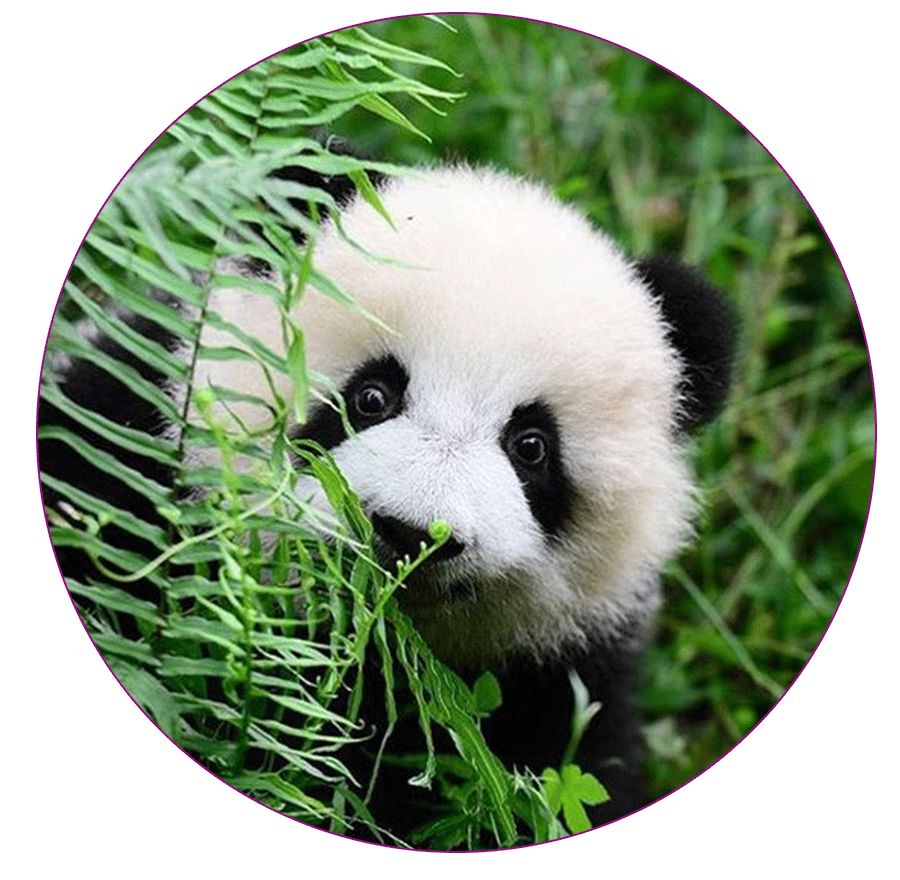 创意儿童画绘画教程|花丛中的大熊猫