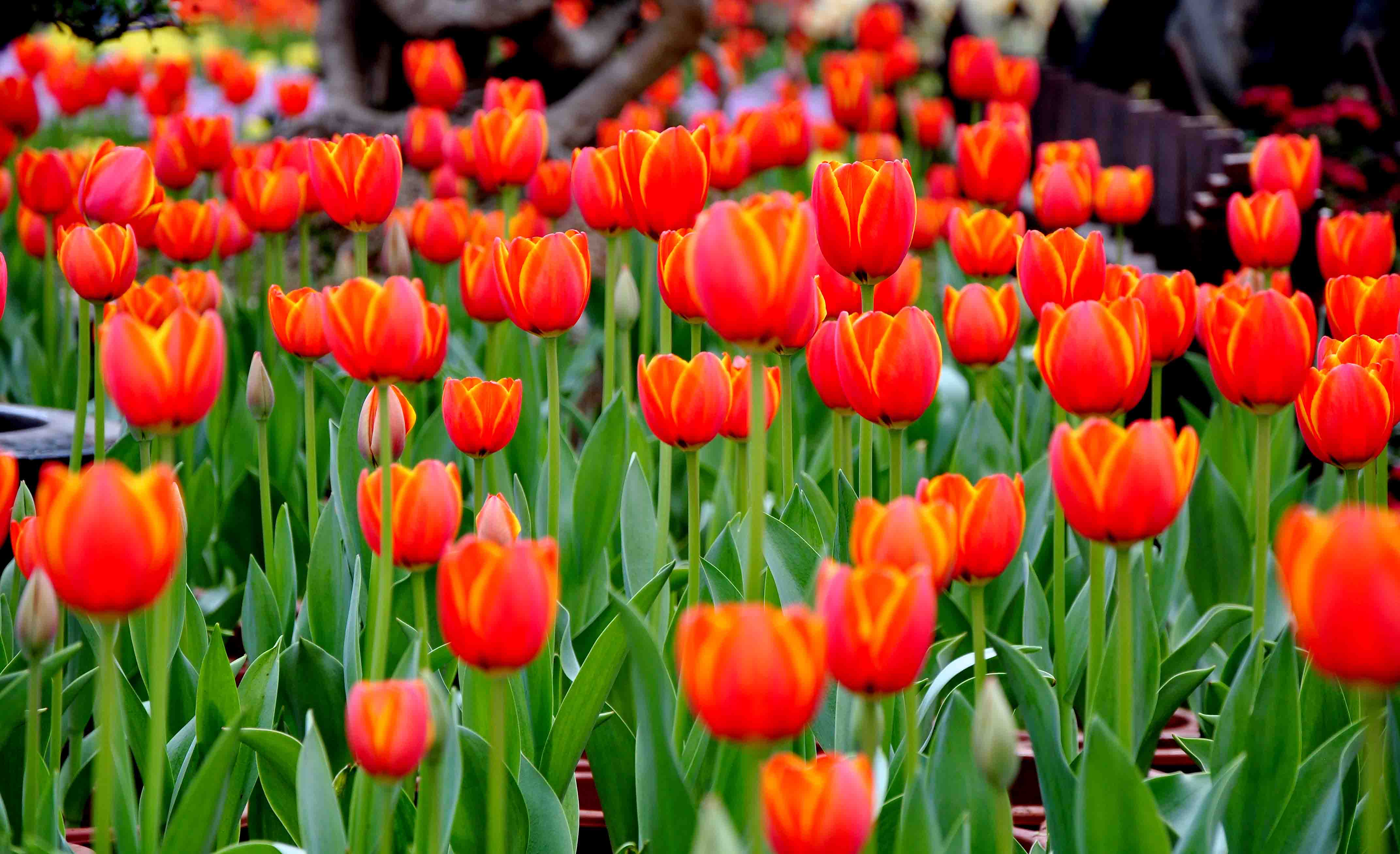 年味民俗闹新春丽江,丽江古城春节冷不冷