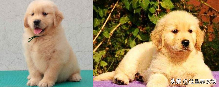 犬舍怎么挑选金毛狗狗呢,金毛宠物怎么样养活