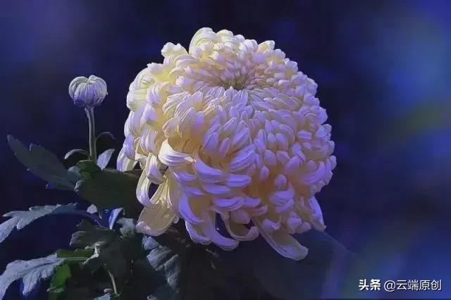 菊花酒怎么泡,菊花酒53度