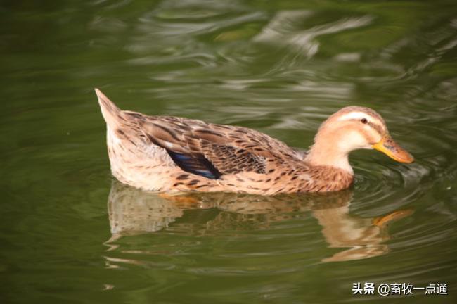 母鸭输精最好的方法,母鸭授精