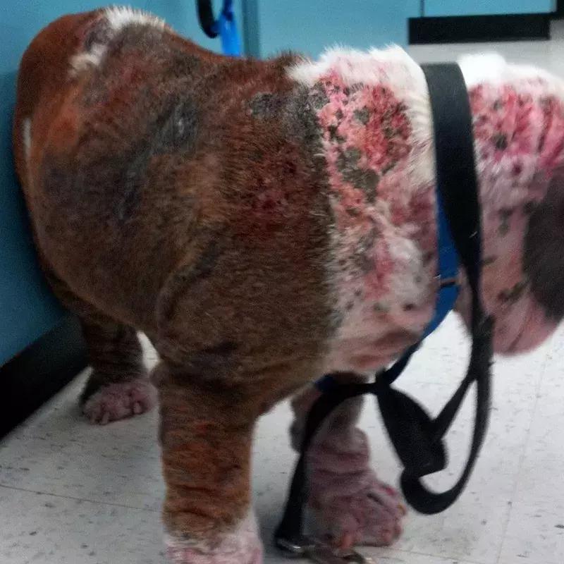 狗狗身上起红疹子是怎么回事,狗狗身上起红疹又脱毛