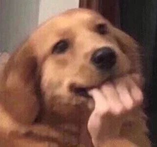 幼犬拉肚子是什么原因,幼犬拉肚子都有哪些原因