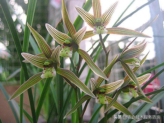 广西名贵兰花品种,莲瓣兰花名贵品种