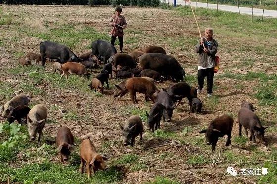 农村生活实拍,农村生活污水处理