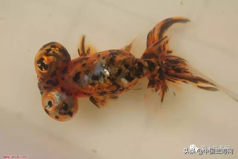 各种金鱼欣赏,金鱼鉴赏