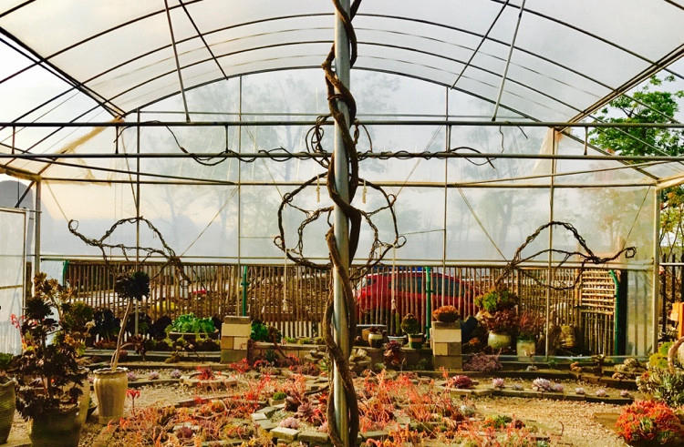 自从养花生活质量都变好了,花园生活的真实感受